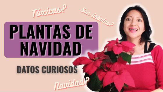 10 cosas que no sabías de la planta de navidad nochebuena Poinsettia Datos curiosos-Caro Lagos