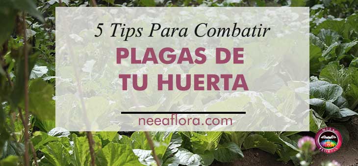 5 tips para combatir plagas de tu huerta - Caro Lagos