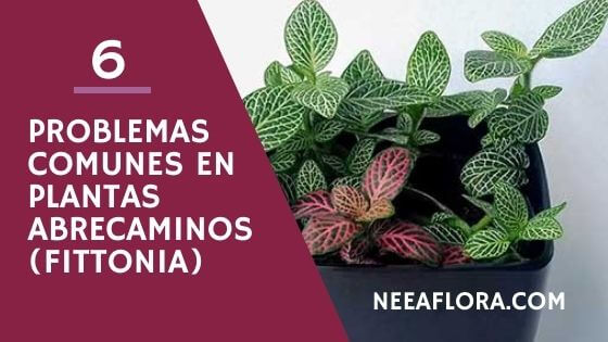 6 problemas comunes con las plantas abrecaminos o fitonias y cómo solucionarlos Caro Lagos
