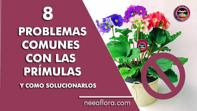 8 problemas comunes con las prímulas o primaveras y como solucionarlos - blog Caro Lagos