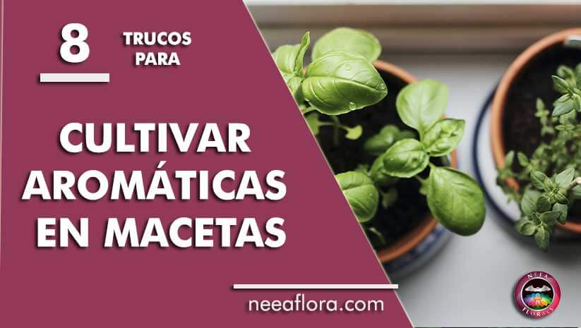 8 trucos para cultivar plantas aromáticas en macetas Blog Caro Lagos