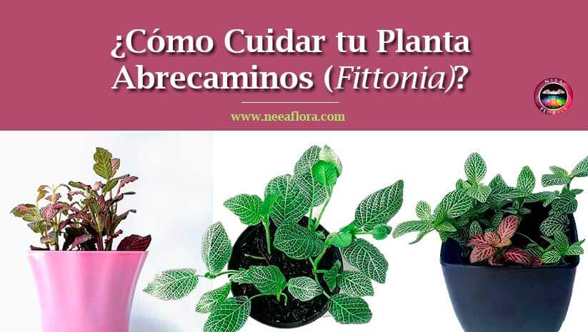 Artículo Cómo cuidar tu planta abrecaminos Fittonia blog-CaroLagos