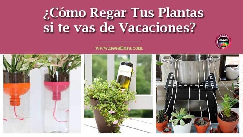 ¿Cómo regar tus plantas si te vas de vacaciones? Caro Lagos