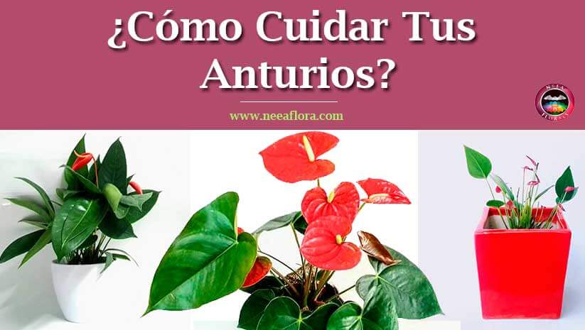 Artículo blog cómo-cuidar tus anturios Anthurium blog CaroLagos