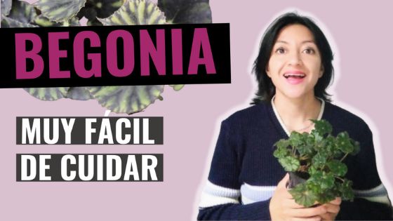 BEGONIA mazae cuidados - La Begonia más fácil de cuidar! ¿Cómo cuidarlas en macetas?