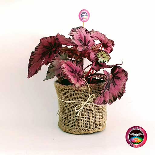 Begonia rex roja matera plástica yute 14cm frontal Neea Flora