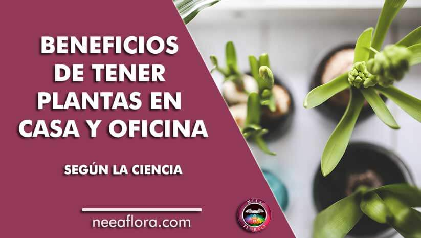 Los beneficios de tener plantas en casa o en tu lugar de trabajo, según la ciencia Caro Lagos