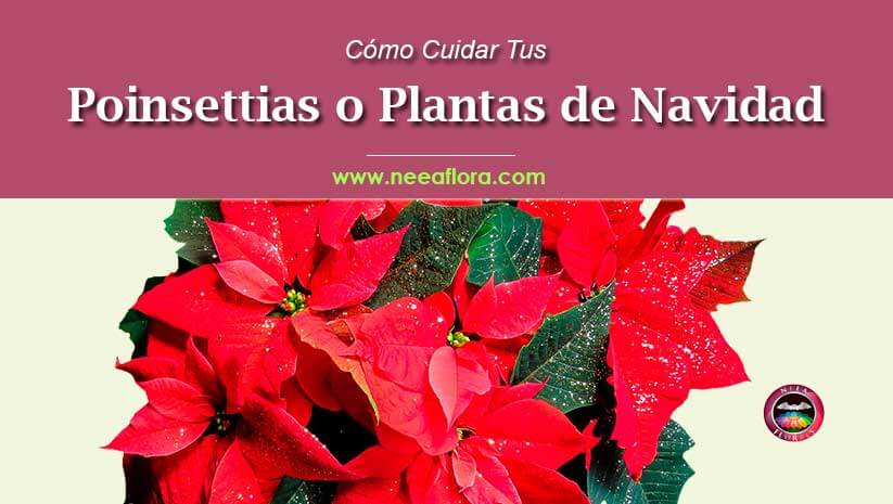 Cómo cuidar tu Poinsettia o planta de navidad Blog Caro Lagos