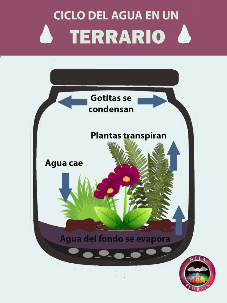 Qué es un terrario y cómo funciona un terrario. Ciclo del agua en un terrario. Caro Lagos