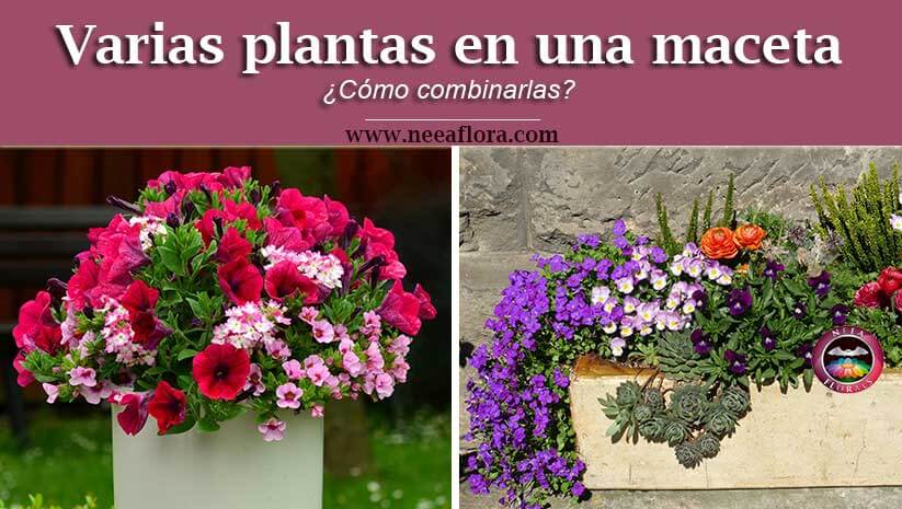 Cómo combinar varias plantas en una maceta - Caro Lagos