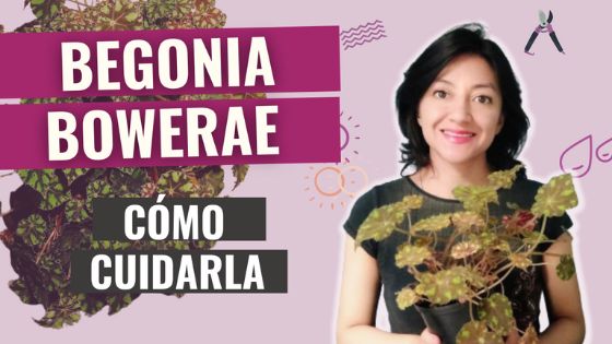 Cómo cuidar la Begonia tigre - Begonia bowerae cuidados riego, luz, sustrato y más