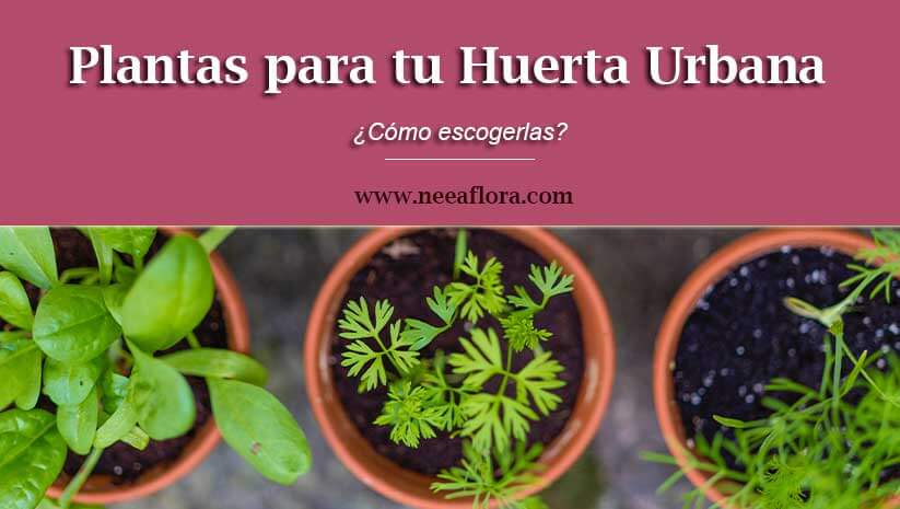 ¿Cómo escoger plantas para tu huerta urbana? Blog Caro Lagos