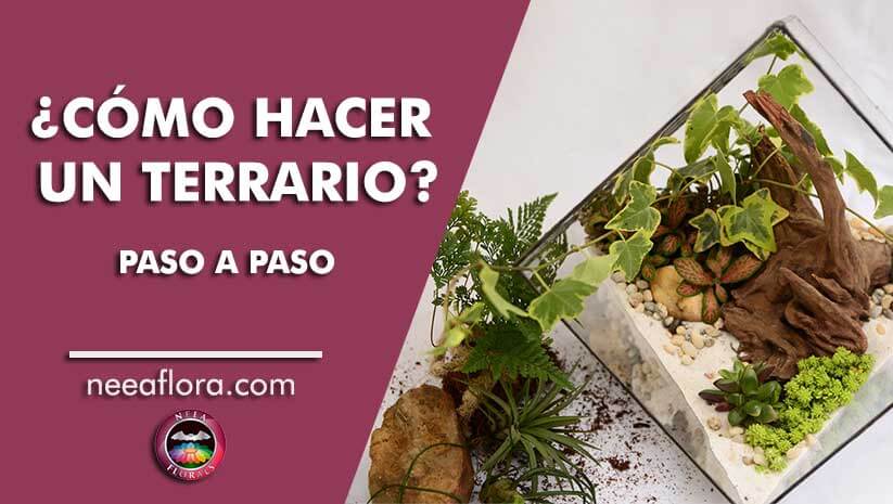 Cómo hacer un terrario paso a paso Caro Lagos