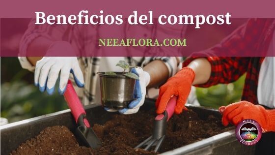 Cuáles son los beneficios del compost y compostaje - Blog Caro Lagos