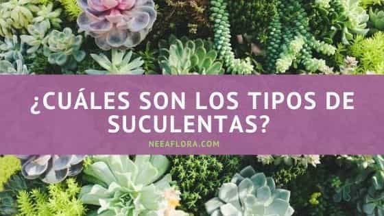 Cuales son los tipos de suculentas - Blog-CaroLagos