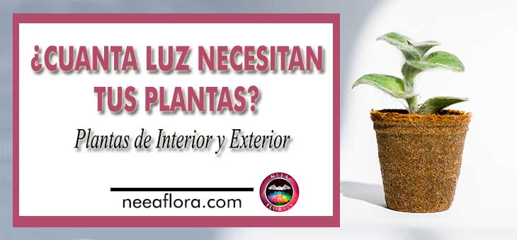 Cuanta luz necesitan tus plantas plantas de interior y exterior luz y sombra Neea Flora