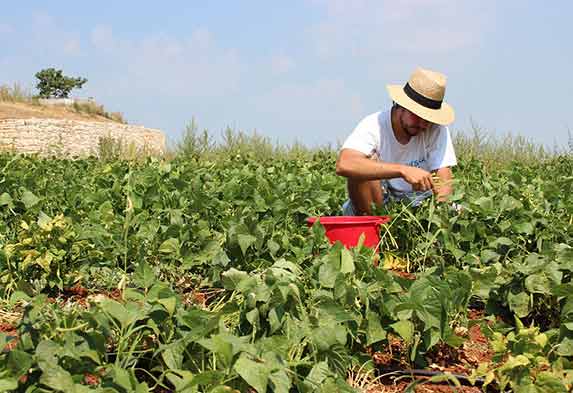 Diferencia jardinería y horticultura-Caro Lagos