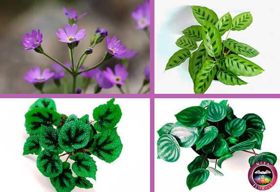 Ejemplos de plantas de semi sombra o luz indirecta petunia calathea begonia masoniana y Peperomia Neea Flora