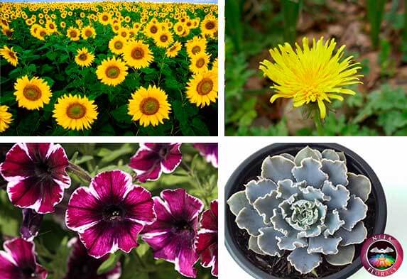 Ejemplos-de-plantas-de-sol-o-luz-directa-girasol_-diente-de-leC3B3n_-petunia-y-suculenta-echeverria-Neea-Flora_lxj9tb