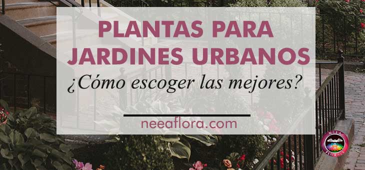 Las mejores plantas para jardines urbanos - Blog Caro Lagos