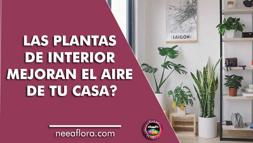 ¿Las plantas de interior mejoran el aire de tu casa? - Blog Caro Lagos