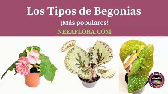 Los tipos de Begonias. Nombres, fotos, variedades y más - Caro Lagos