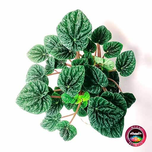 Planta Peperomia velitas esmeralda planta abuelita Peperomia caperata-Caro Lagos