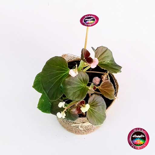 Planta pichón Begonia flor sencilla matera plástica yute superior-CaroLagos