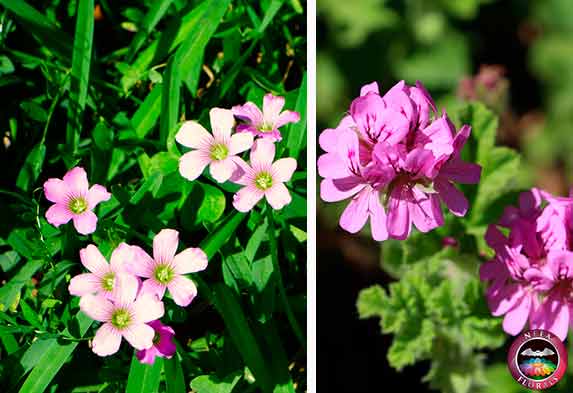 Plantas-que-necesitan-muchas-energia-mucha-luz-oxalis-pelargonium-Caro lagos