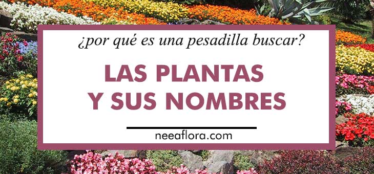 Por que es una pesadilla buscar las plantas y sus nombres Caro Lagos