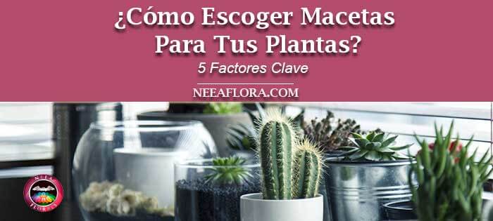 Cómo elegir macetas para tus plantas 5 factores clave-Caro Lagos