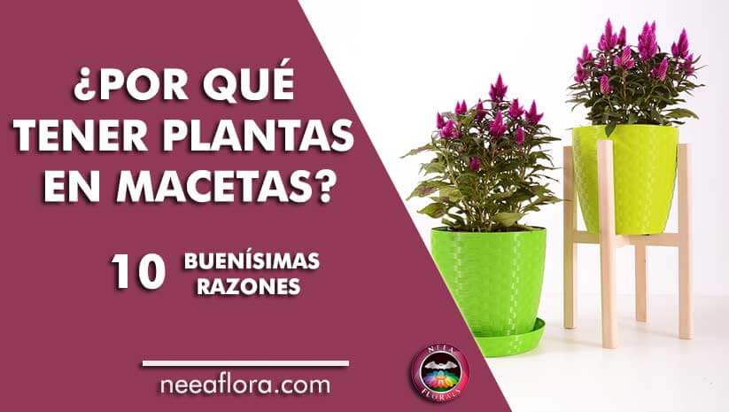 Por qué tener plantas en macetas 10 buenísimas razones - Blog Caro Lagos