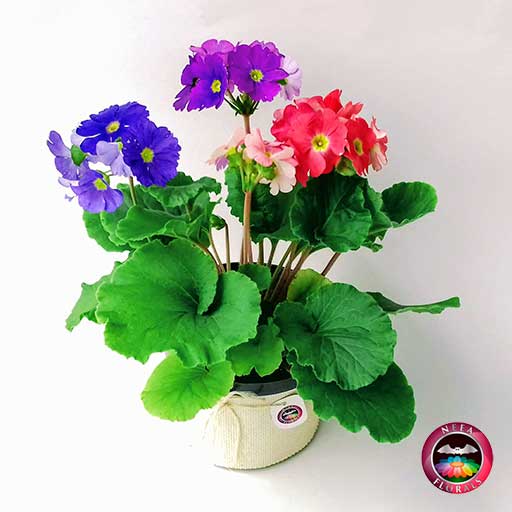 Primavera-Trio-Primula-Victoria-roja-rosa-purpura-morada-Primula-obconica-matera-plastica-yute-14-cm-diagonal-Carolagos