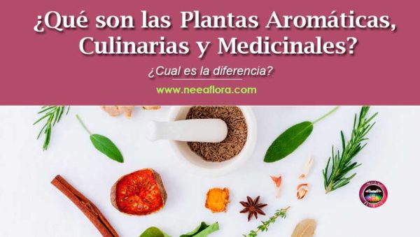 Diferencias Clave entre Hierbas Aromáticas y Medicinales: Un Mundo de Sabores y Sanación