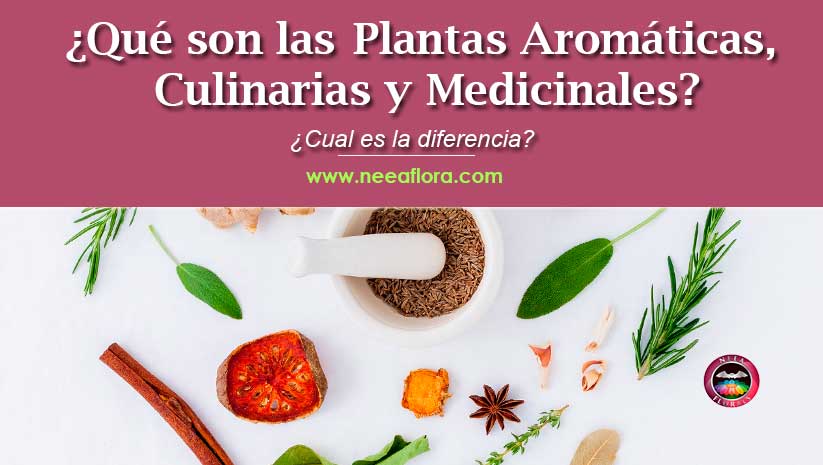 ¿Qué son las plantas aromáticas, culinarias y medicinales? ¿Cual es la diferencia? - Caro Lagos