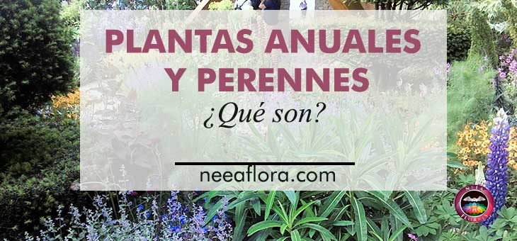 ¿Qué son las plantas anuales y perennes?-Caro Lagos