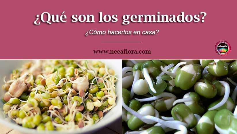 ¿Qué son los germinados?, beneficios para la salud, origen y ¿Cómo hacerlos en casa? - Blog Caro Lagos