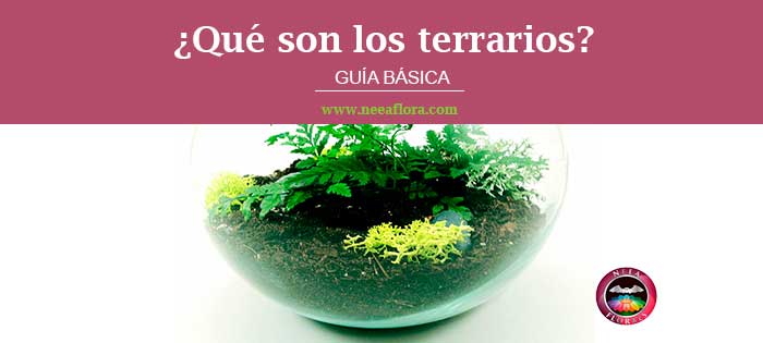 ¿Qué es un terrario? Guía básica de Caro Lagos. En este post hablamos del origen de los terrarios y de cómo funcionan.