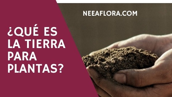 Qué es la tierra para plantas Blog Caro Lagos