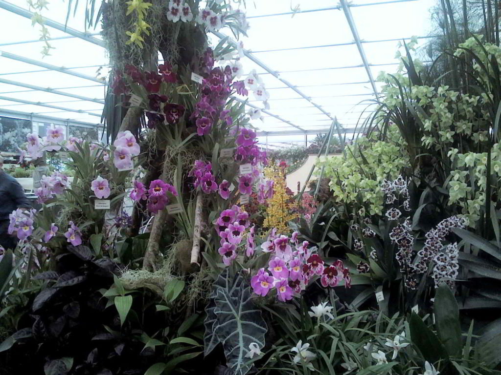 Plantas tropicales en el RHS Chelsea Flower Show-Caro Lagos