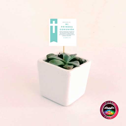 Suculentas recordatorios matera cerámica resinada cubo blanco con tarjeta Neea Flora