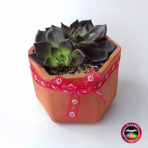 Suculenta maceta barro