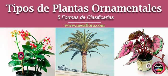 Tipos de plantas ornamentales: 5 formas de clasificarlas • Neea Flora