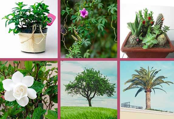Tipos de plantas ornamentales: 5 formas de clasificarlas • Neea Flora Tipos de plantas ornamentales: 5 formas de clasificarlas • Neea Flora