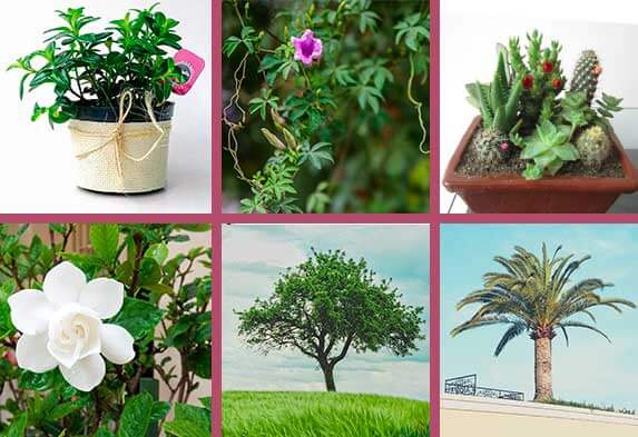 Tipos de plantas ornamentales según su hábito hierbas arbustos enredaderas árboles arbustos palmas cactus y suculentas-Caro Lagos