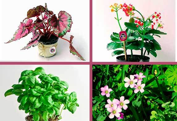 Tipos de plantas ornamentales según su uso plantas de interior de hoja flor plantas de exterior y aromática- Caro Lagos