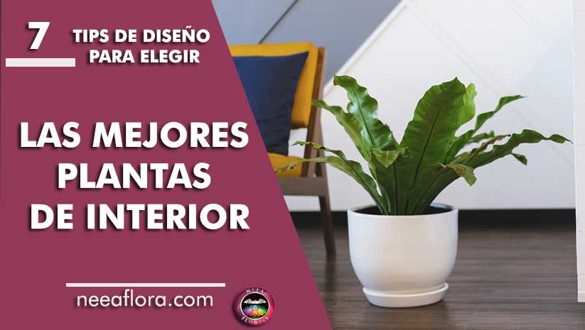 7 tips de diseño para elegir las mejores plantas de interior Caro Lagos