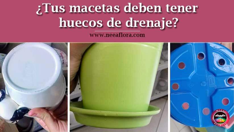 ¿Tus macetas deben tener huecos de drenaje? - Blog Caro Lagos